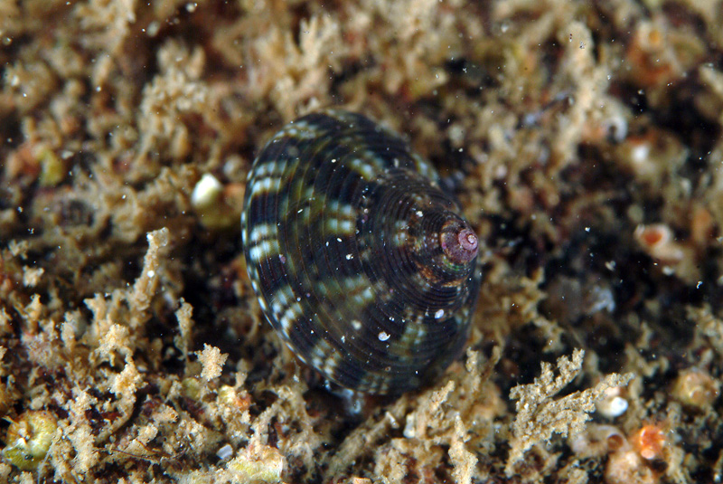 Gibbula umbilicaris